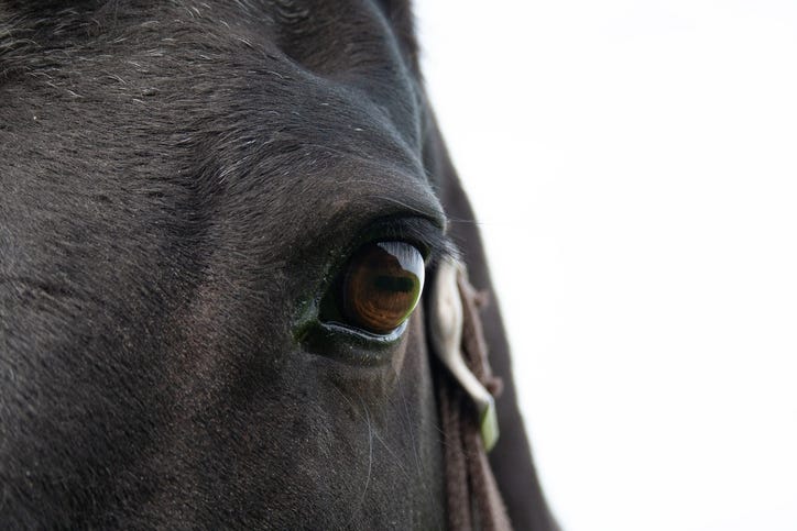 Close-up of a black horse's brown eye expressing soul and emotion