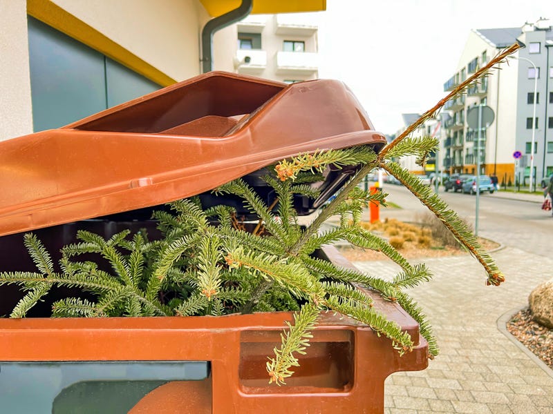 Cities across Dallas–Fort Worth are offering residents multiple ways to recycle real Christmas trees as the holiday season wraps up. 