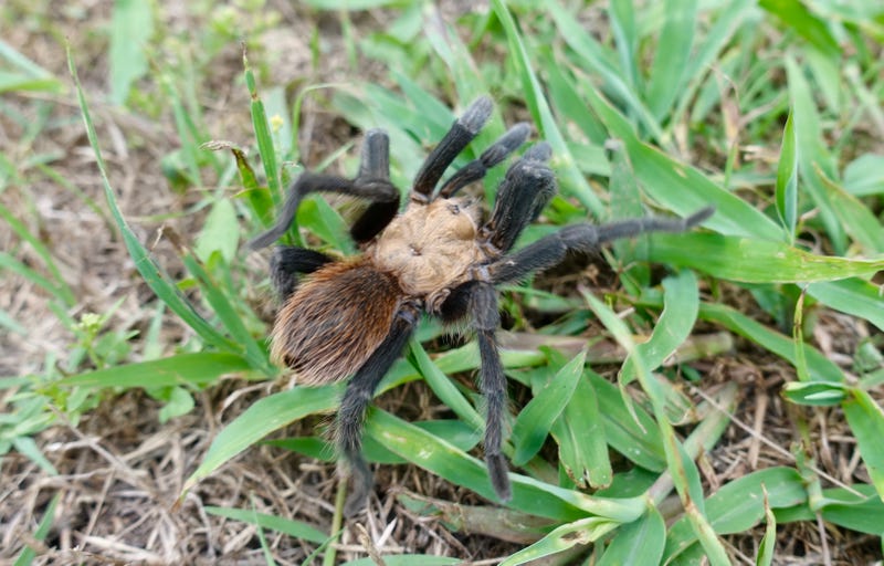 If you’ve spotted a big, fuzzy spider roaming your lawn at dusk lately, you’re not imagining things - it’s tarantula season in North Texas. From late May through October, mature male Texas brown tarantulas (Aphonopelma hentzi) emerge from their underground burrows in search of mates - especially after rain and warming spring weather.