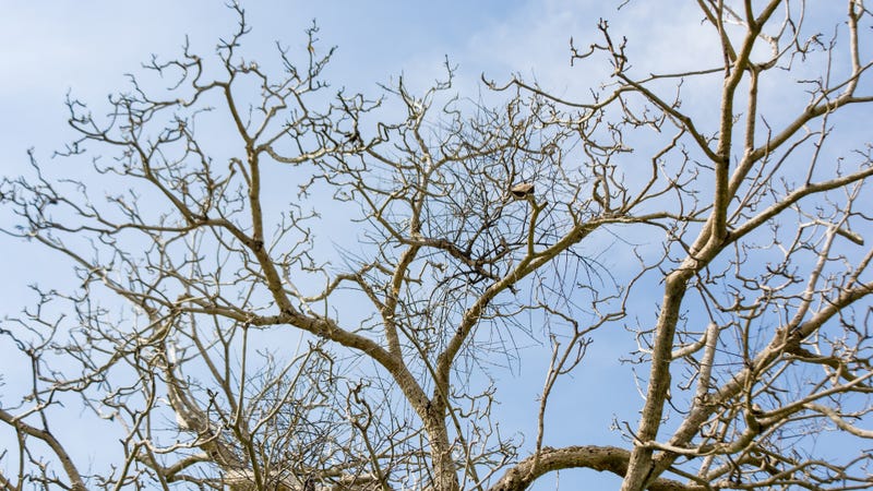Large tree left without leaves - stock photo