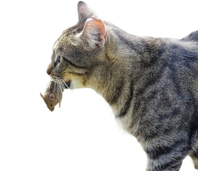 Cat with mouse