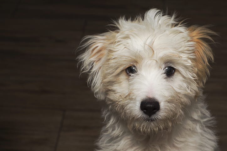 Small white puppy with tousled fur looking curious on a dark wooden floor