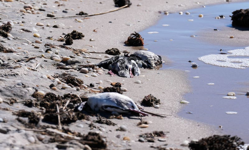 Dozens of dead birds are discovered on a Long Island beach with authorities suspecting avian flu as the cause in New York on Feb. 28, 2025. In Suffolk County, 20 carcasses were found on a small beach in East Patchogue.