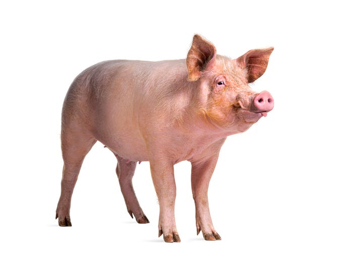 Pig