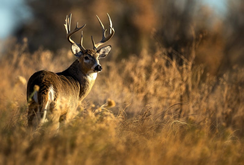 PA firearms deer season ends Saturday after historic Sunday hunting expansion