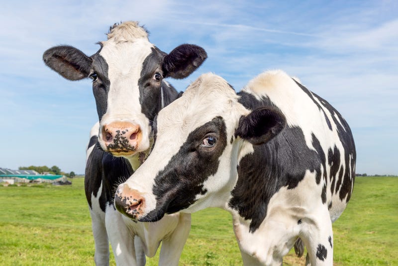 Cows