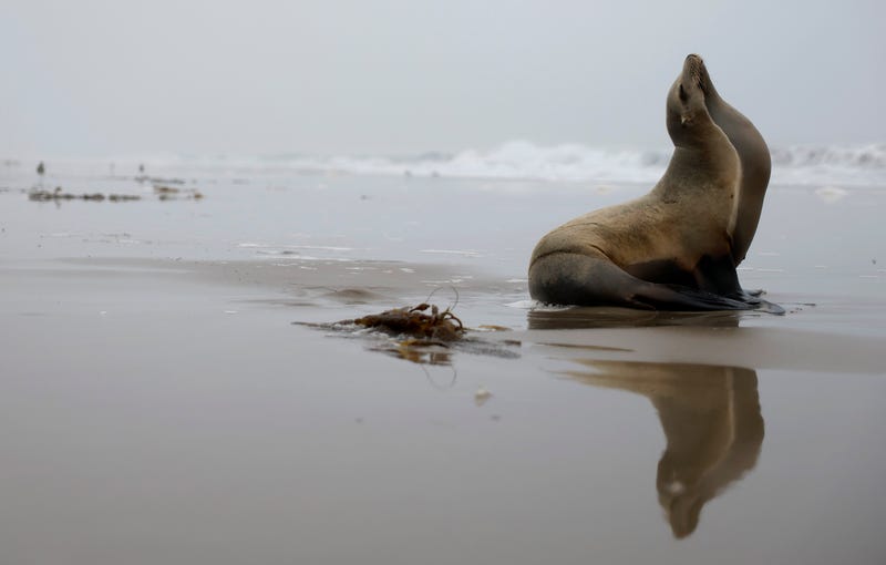 sea lion