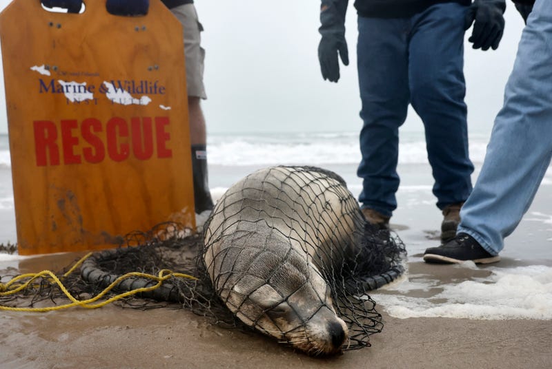 sea lion captured by rescuers