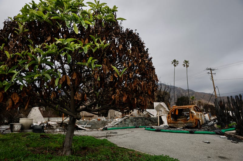damaged tree