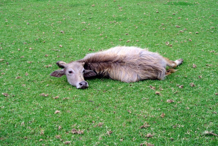Bison