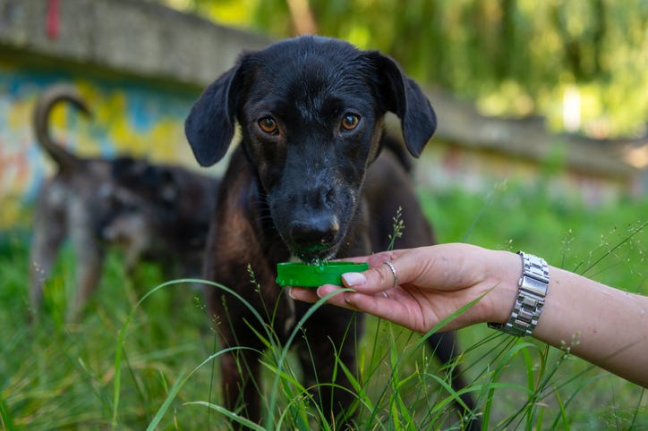 Stock photo of feeding dogs