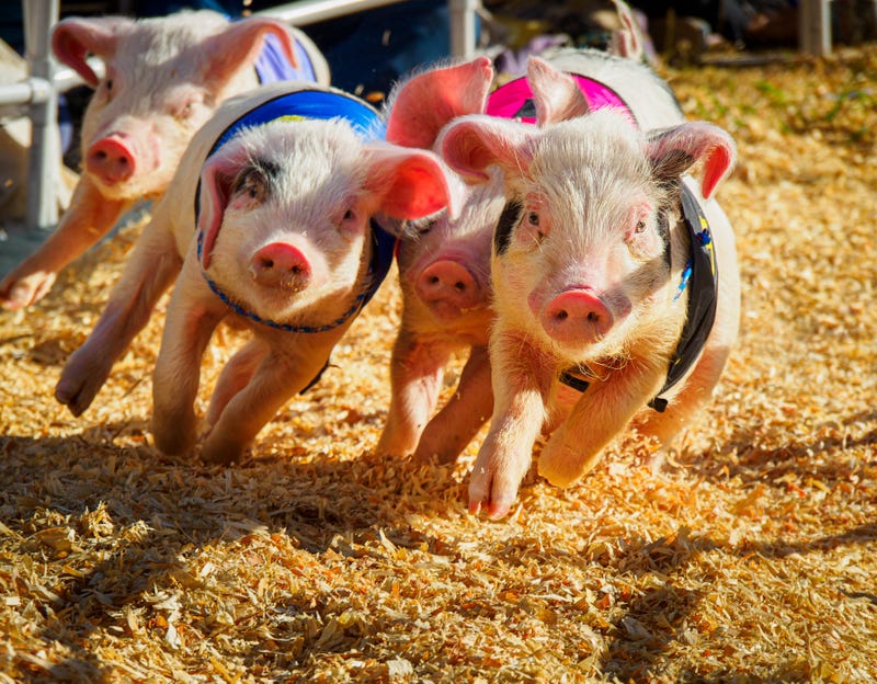 Piggys