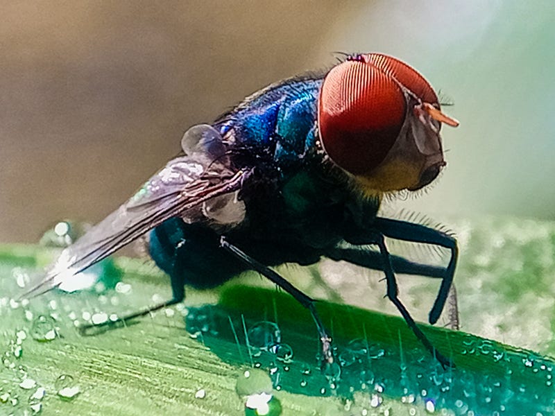 Experts are urging residents to say alert for the New World screwworm, an aggressive fly whose maggots feed on living flesh.