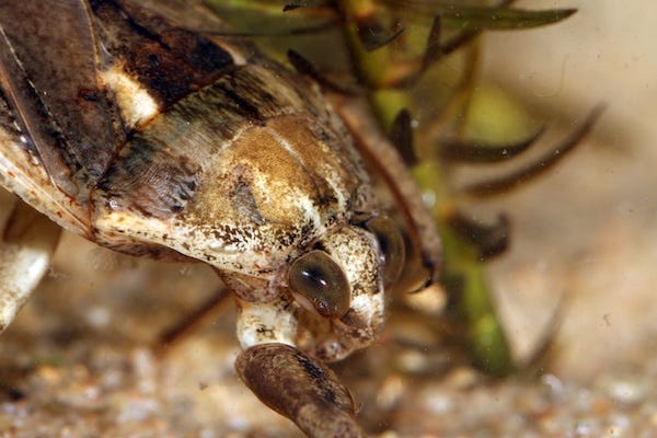 Adult Giant Water Bug (Lethocerus americanus) underwater