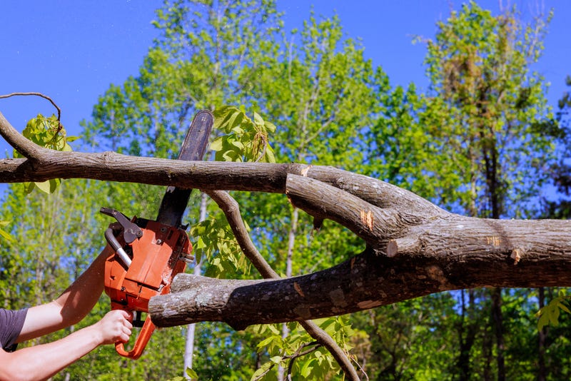 Thousands of trees were damaged in Beltrami County in last weekend's powerful storms that packed winds of 120 miles per hour, leaving landowners left to remove literally acres of downed wood.