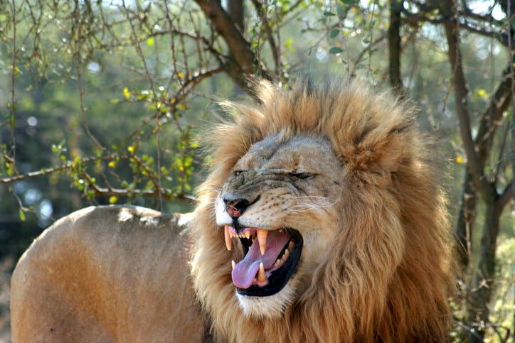 Zoo lion