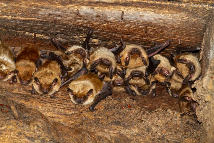 bats roosting