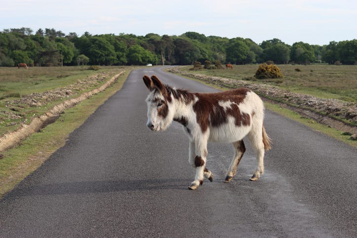 Donkey on Michigan road