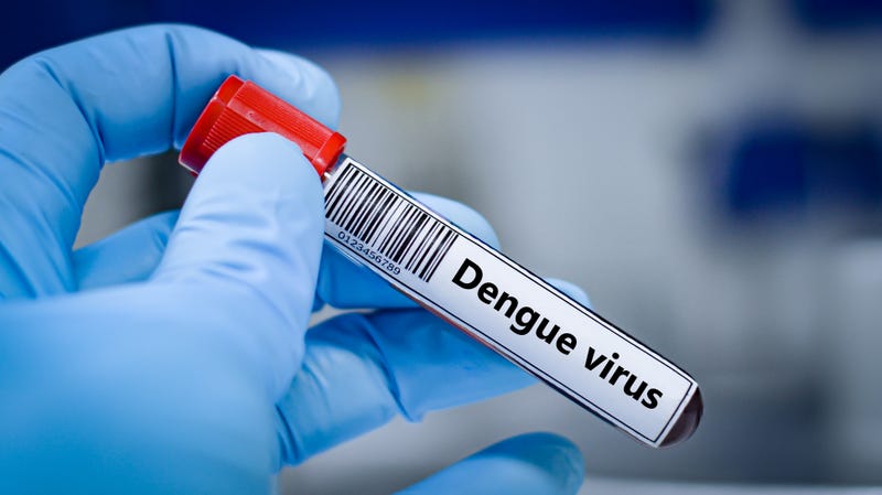 Dengue virus