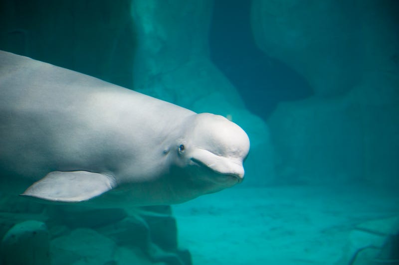 Beluga whale
