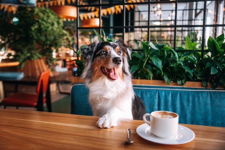 A beautiful Australian Shepherd dog sits in the Dog Friendly cafe. She put her paw on the table, there is a cappuccino nearby
