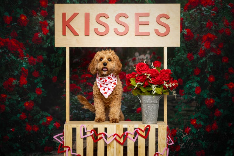 Dallas Animal Services is encouraging North Texans to celebrate Valentine's Day weekend by spending time with shelter dogs through adoption events, staycations, and daytime outings designed to get pets out of kennels and into loving homes.