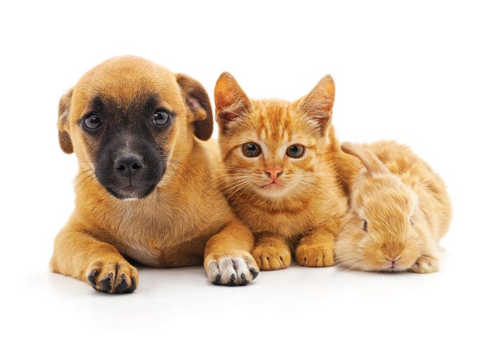 Puppy with kitten and rabbit isolated on a white background