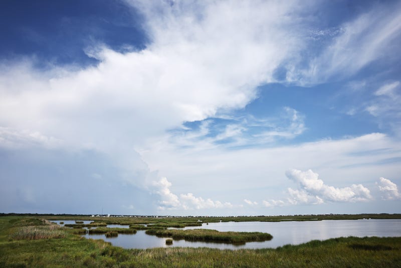 coastal wetlands 