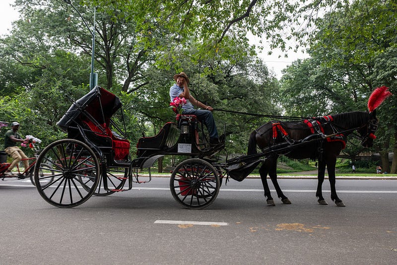 Carriage horses move through Central Park in midtown Manhattan on Aug. 6, 2025 in New York City.