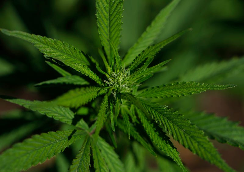Cannabis