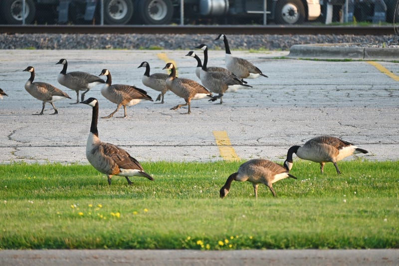 A 72-year-old Royse City woman was hospitalized Monday after a flock of geese attacked her while she was feeding ducks at a city park, knocking her to the ground and causing multiple pelvic fractures.