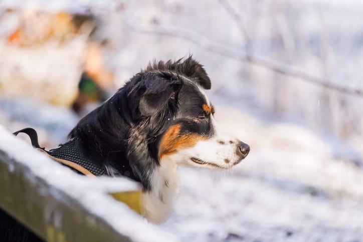 A photo of an Australian Shepherd dog