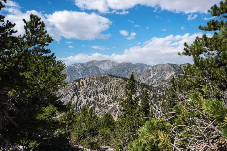 View through the trees towards Mt Baldy in the San Gabriel Mountains near Ontario and Los Angeles, California. Photo taken from the Cucamonga Peak Trail.