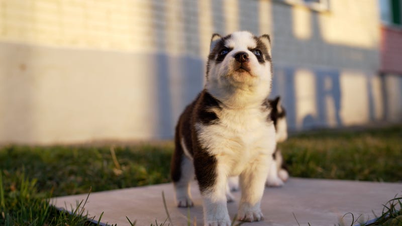 Husky puppies.
