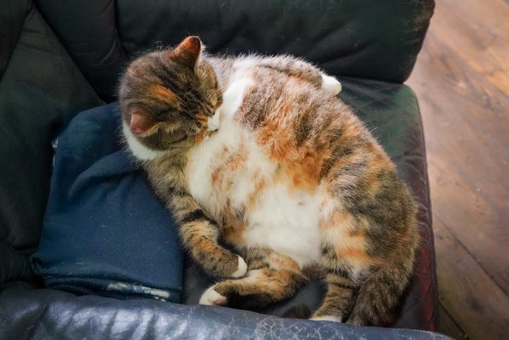 Kitty fat camp helps overweight felines find new homes - Audacy