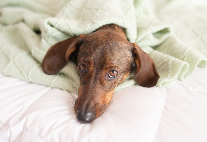 Cute dog brown dachshund on the bed.