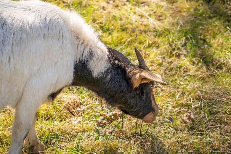 Goat eating grass on a sunny day