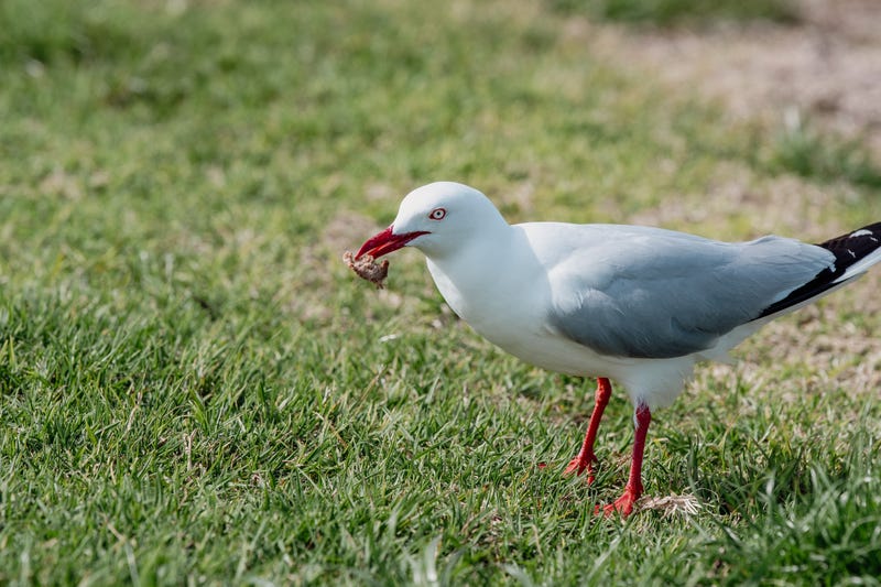 In one of the strangest moments ever seen on a soccer pitch, an amateur final in Istanbul came to a screeching halt over the weekend when a goalkeeper's clearance struck a low-flying seagull midair, sending the bird crashing lifelessly to the field — and players responded by performing CPR until it revived.