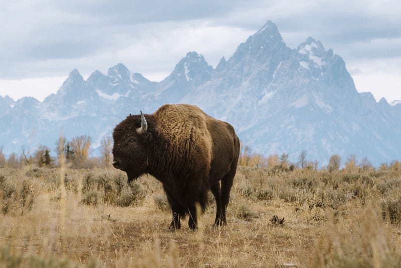 Grand Teton National Park 