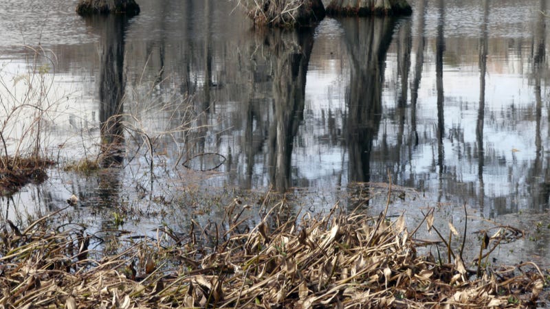 Water in a pond - stock photo