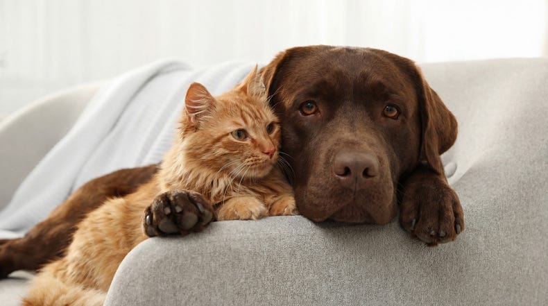 A tender moment captured between a brown Labrador dog and an orange fluffy cat resting together on a comfortable couch