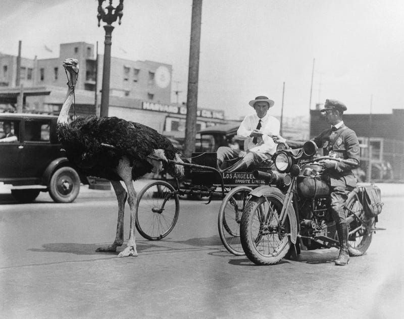 old black and white photo of a driver in an ostrich-drawn cart getting a ticket from a traffic officer on a motorcycle