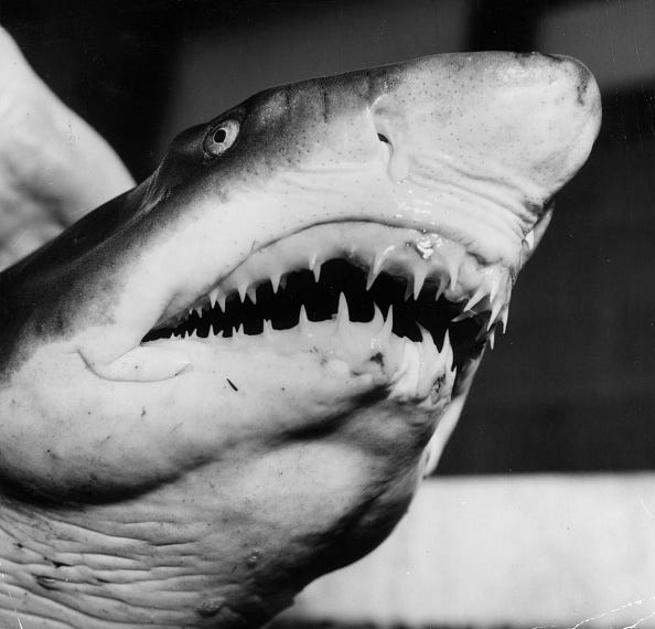 Sharks
