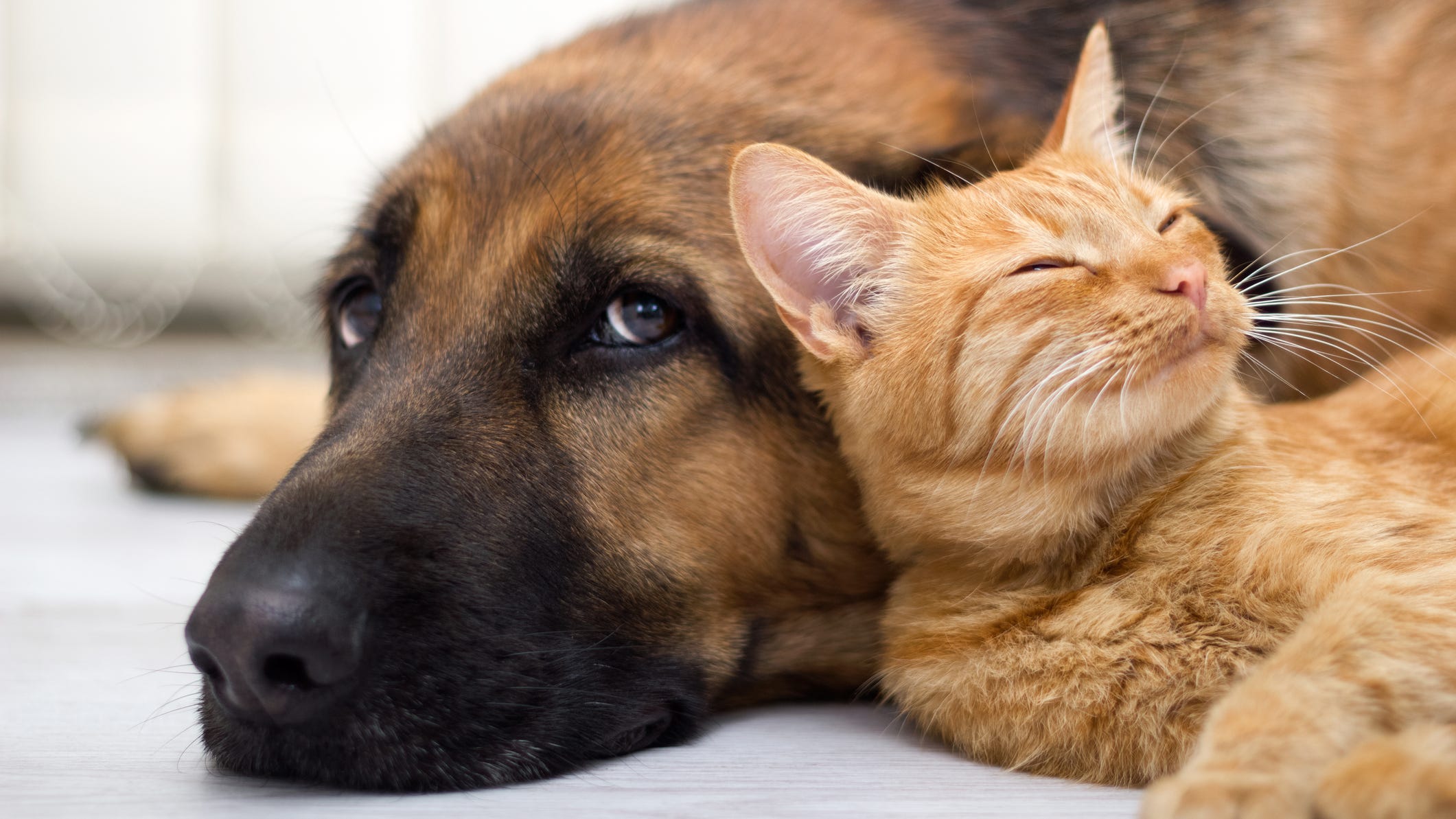 Local animal shelter sees surge in pet surrenders as people return to work