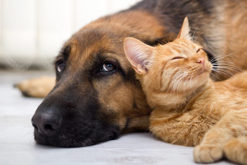 Dog and cat laying together