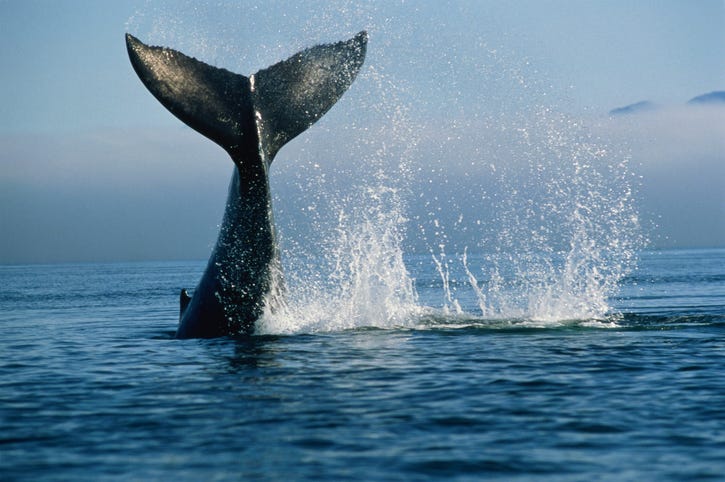 Humpback whale surfacing.