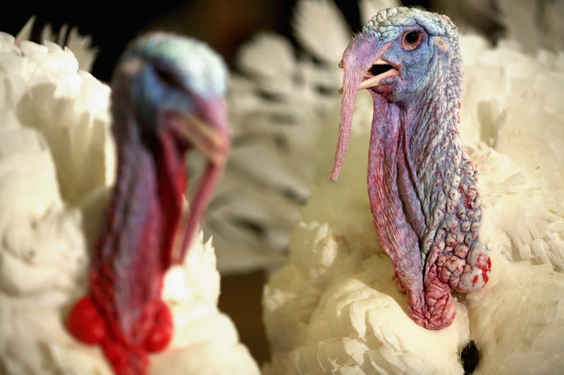 Minnesota leads the nation in raising turkeys, and its been hit hard by the worst avian flu outbreaks in seven years.