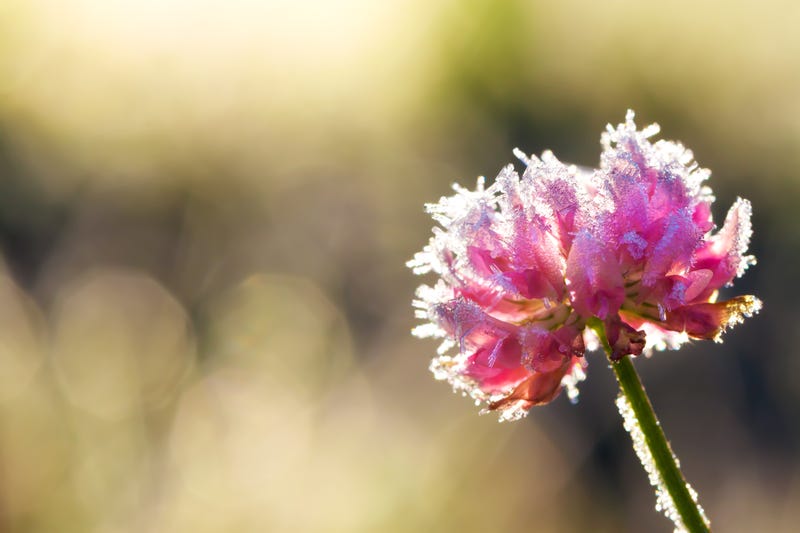 Metro Detroiters may have made it through a relatively mild winter with above average temperatures -- but the cold is now battling back with Frost Advisories in effect going into the Memorial Day weekend.