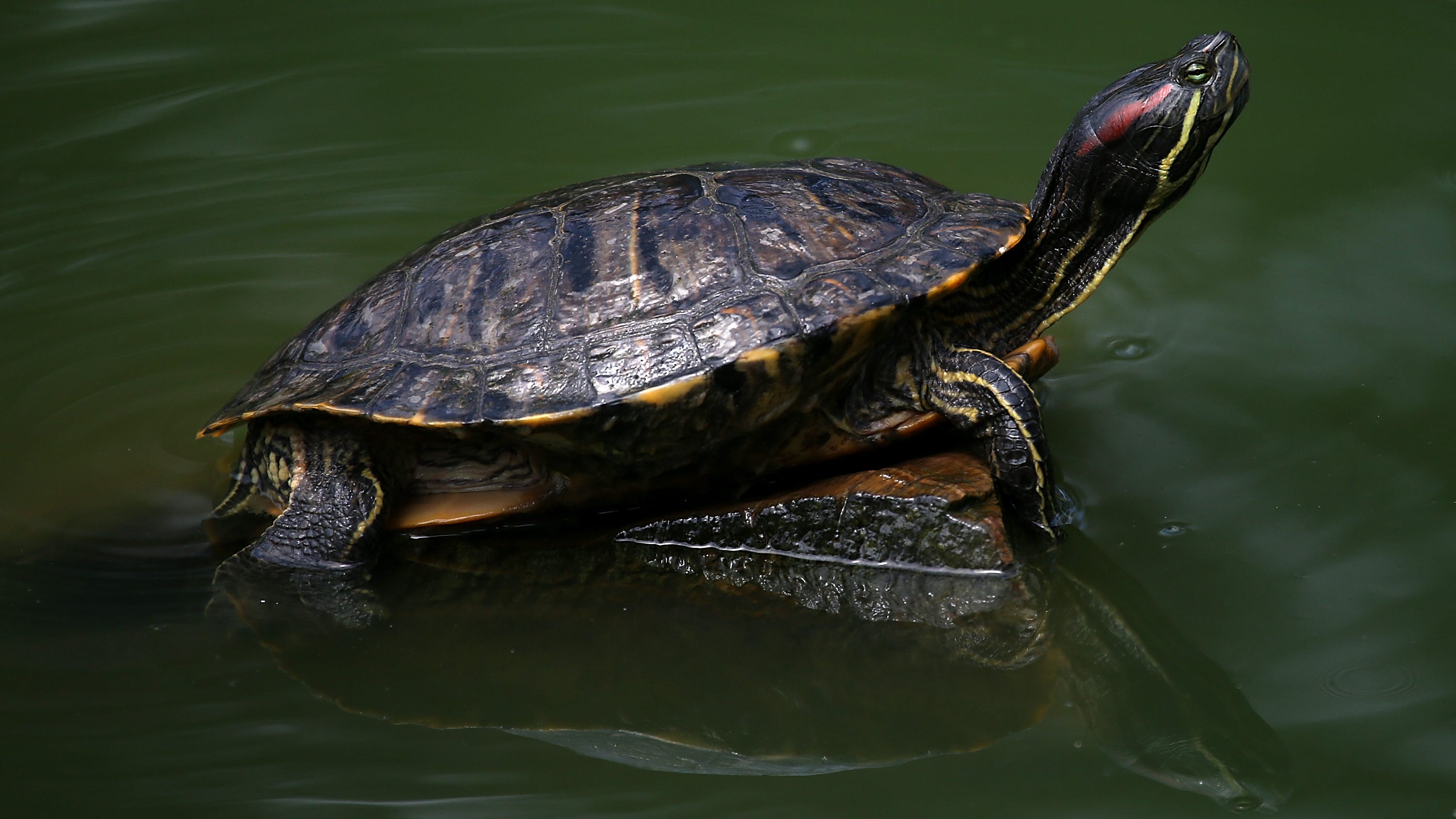 ¿Tortuga Ninja en los Yankees? Los Bombarderos no han perdido desde que Néstor Cortés Jr. compró una tortuga para el equipo