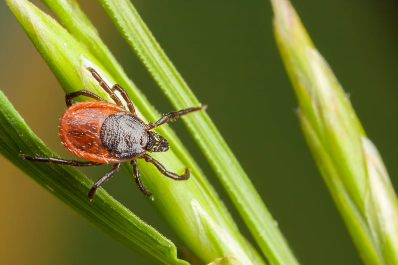 Ticks